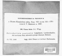 Usnea hirta image